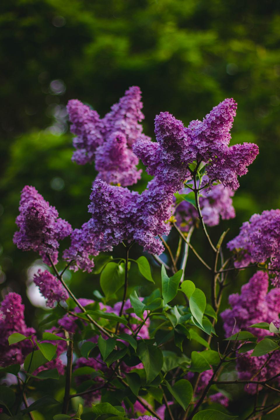 purple vibrator with butterfly